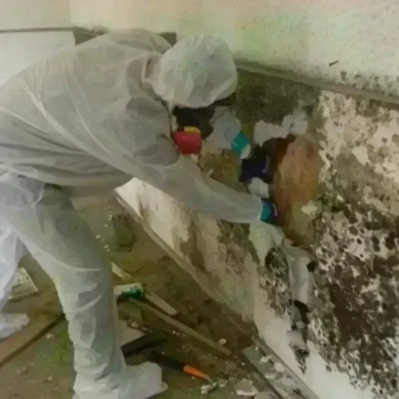 Mold Remediation and Removal in Marlow Heights, MD